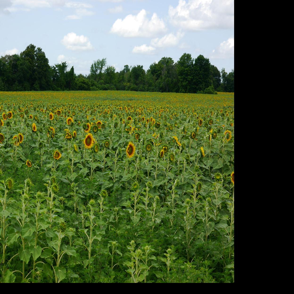 Where to get the perfect sunflower selfie in Innisfil