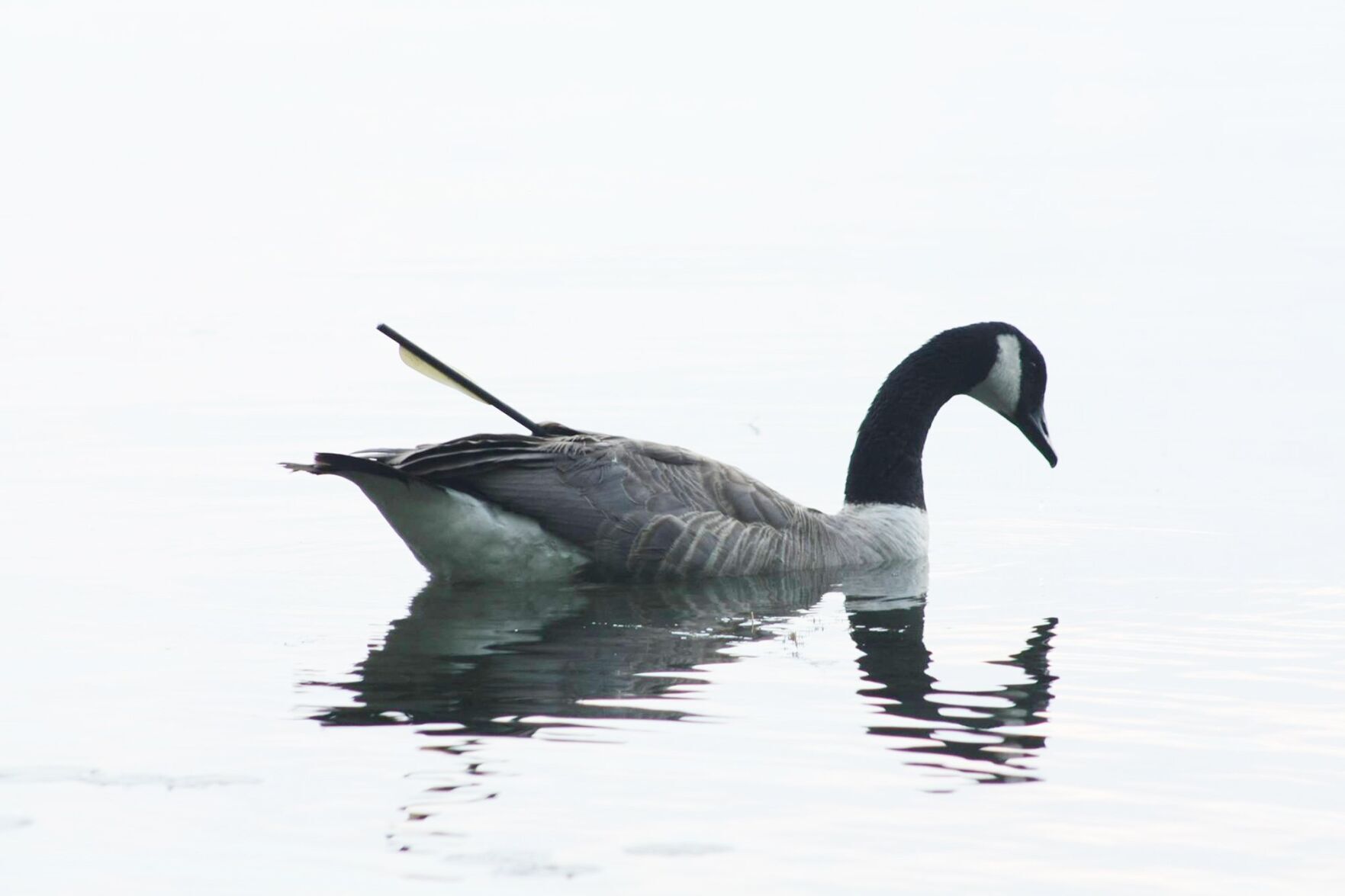 Canada goose hotsell quebec city venezuela