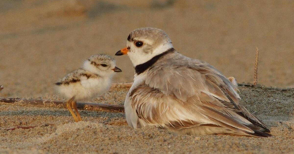 While Wasaga’s piping plover chicks didn’t survive, town committed to preserving shoreline bird in the future