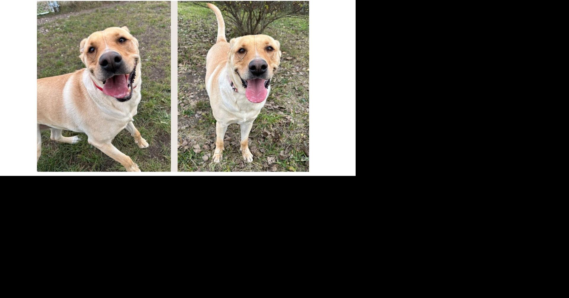 ADOPT ME! Sunny, a happy Labrador