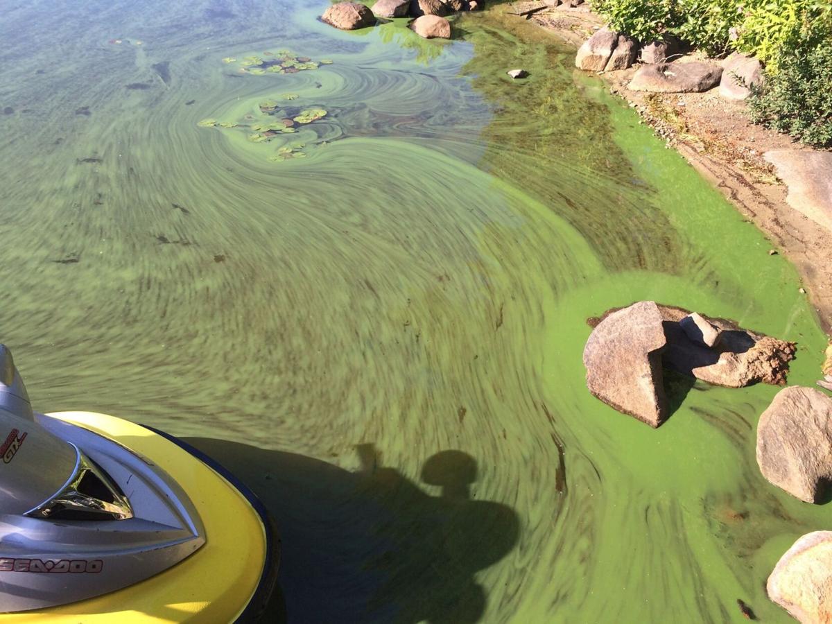 Province says blue-green algae detected in 4 Nova Scotia lakes