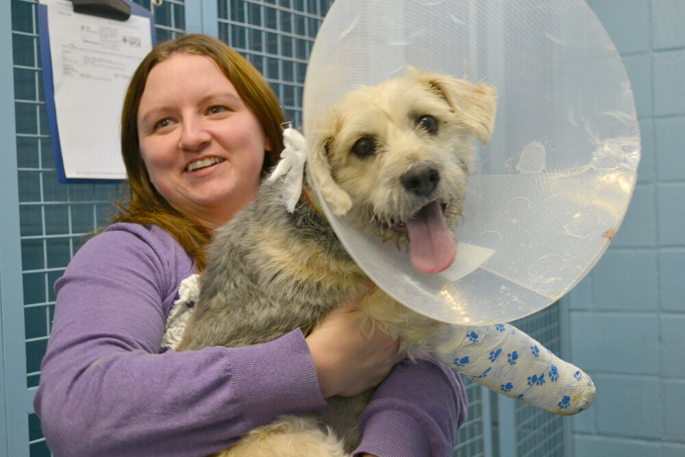 Donations needed for dog's surgery