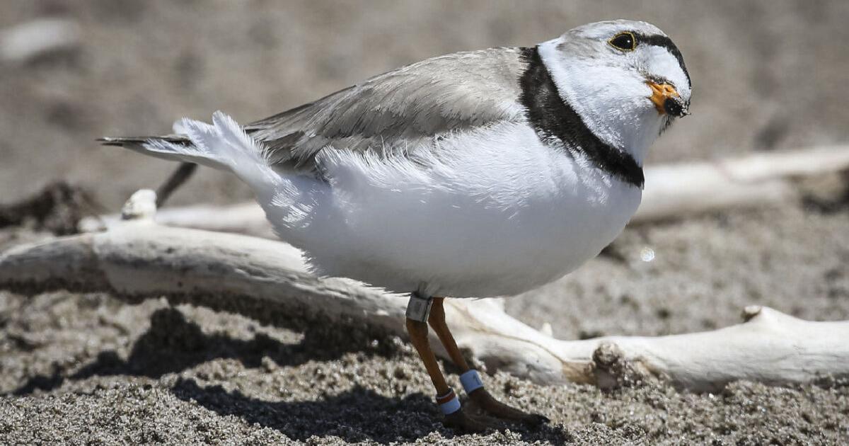 Plovers, swimming and sidewalks: 3 things discussed at Wasaga Beach council