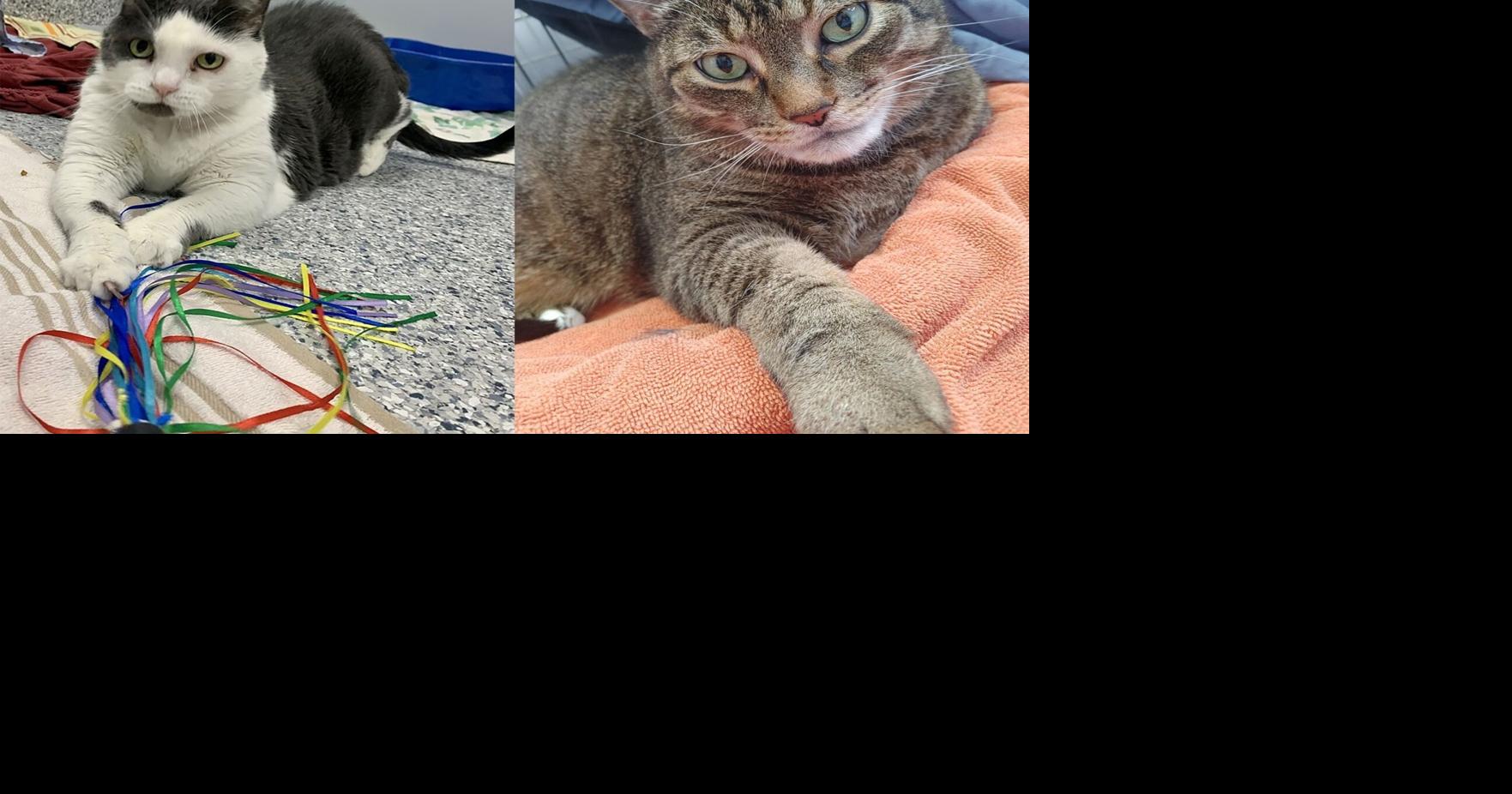 Bonded pair of cats up for adoption from the SPCA in Barrie
