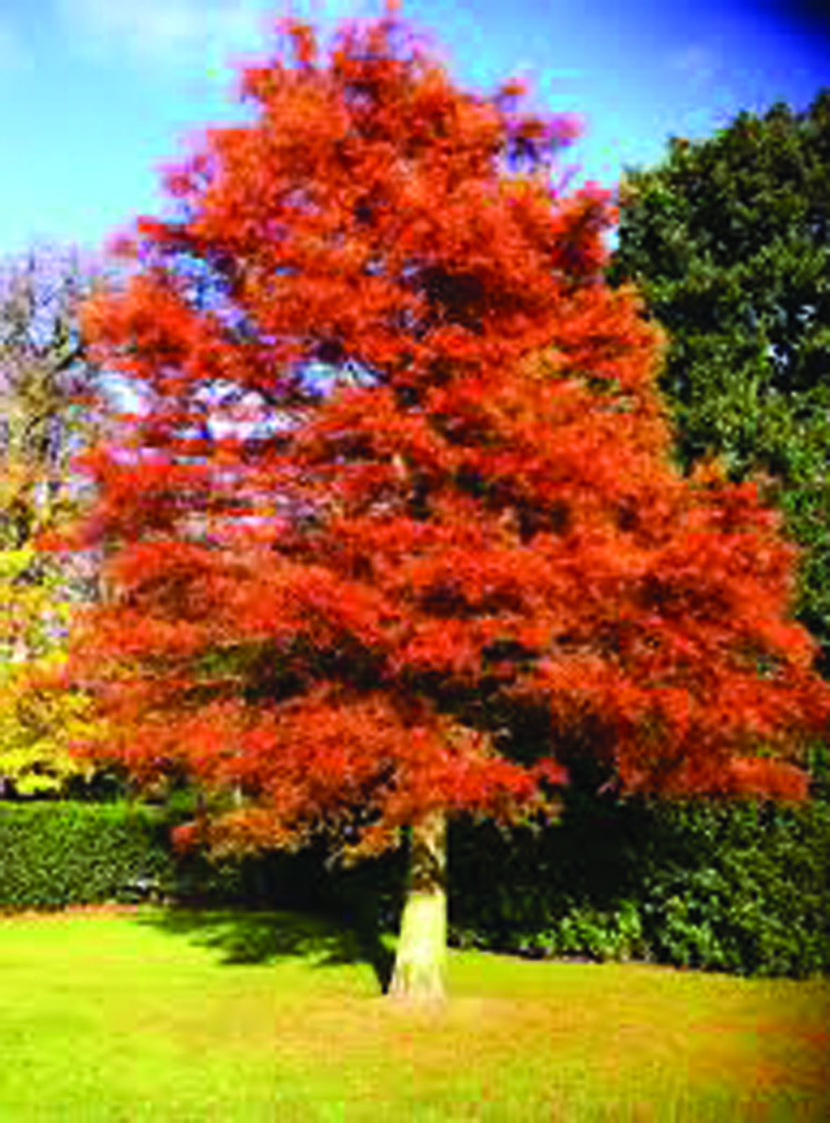 metasequoia dawn redwood