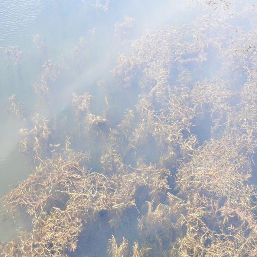 Iowa Dnr Plant Invasion At East Lake Okoboji Largest In 30 Years