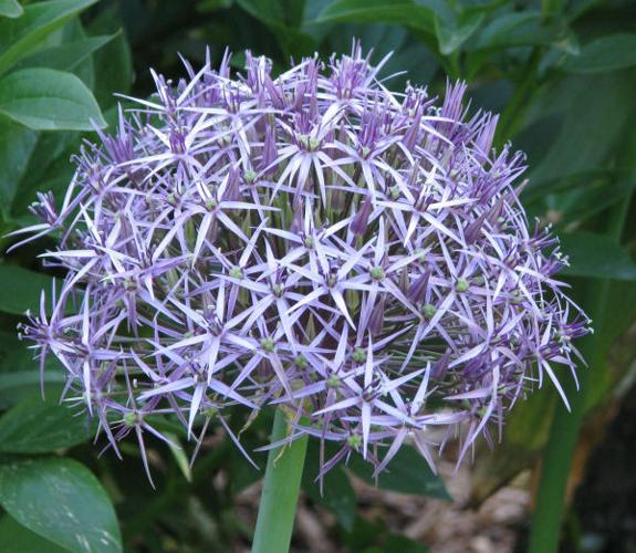 Gardening-Deer-Proof Bulbs
