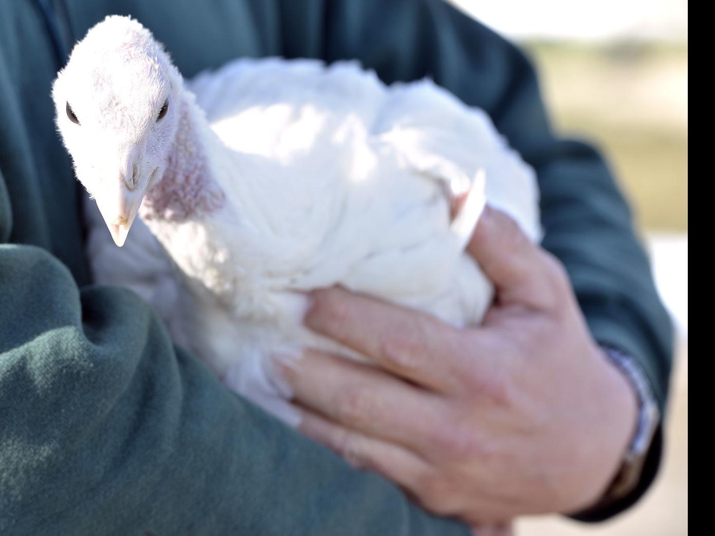 5 States That Produce The Most Turkeys Coffee Break Siouxcityjournal Com Russia responds to united states. 5 states that produce the most turkeys