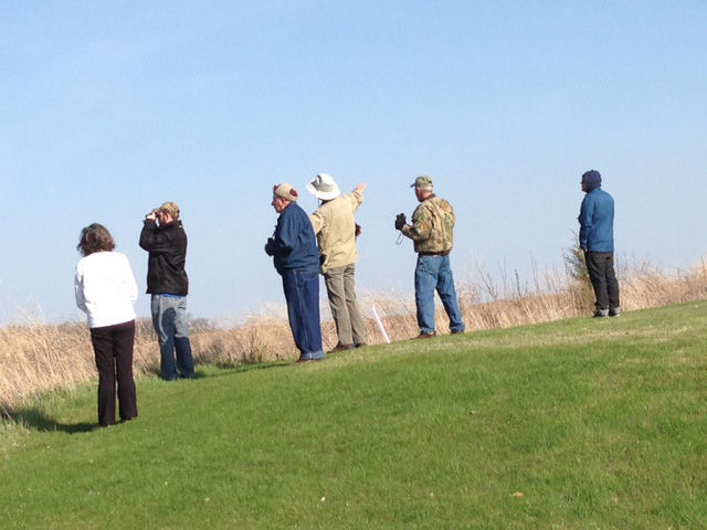 Birding on the Greens