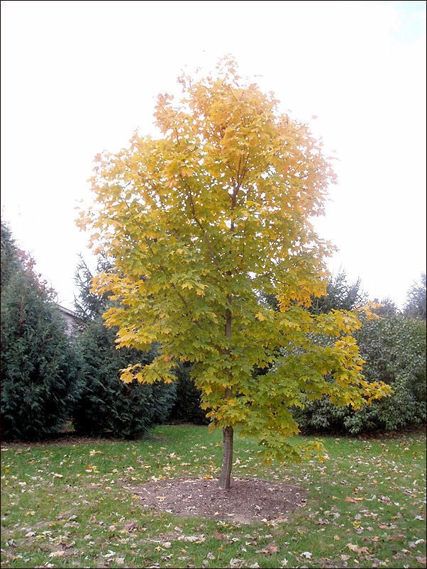 types of maple trees in iowa