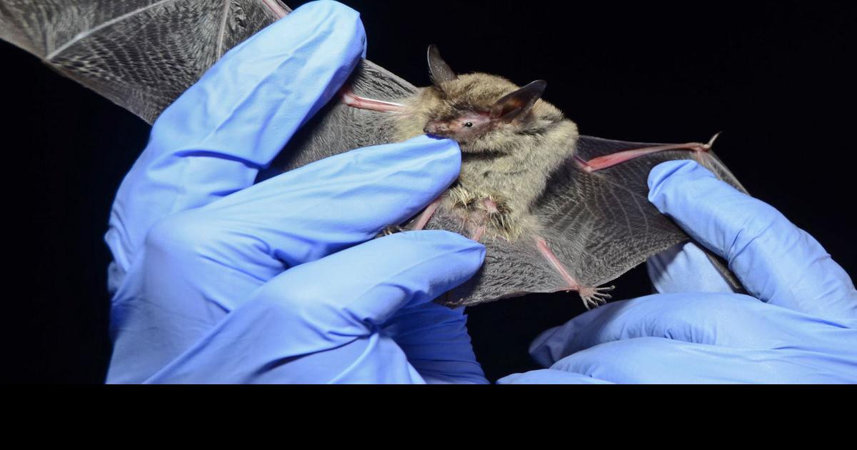 Federally protected bats alter Lincoln brewery's cave plans