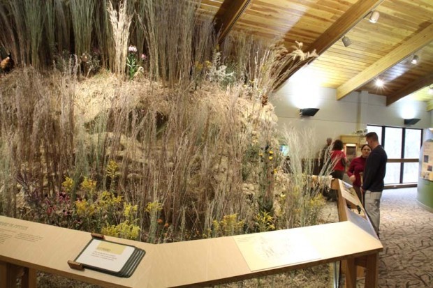 Tallgrass