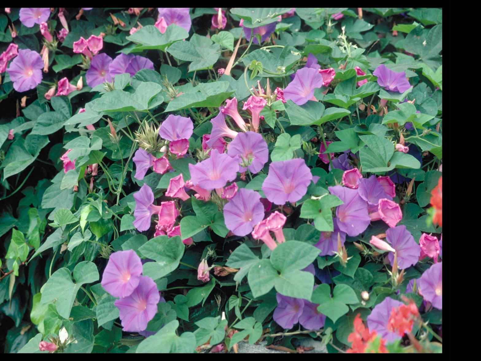Yardsmart With Morning Glory Beauty Is A Beast Siouxland Homes Siouxcityjournal Com