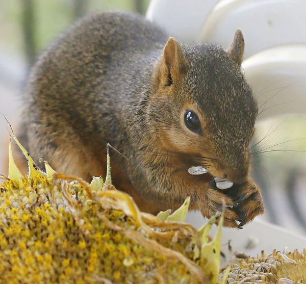 Squirrel Eats Sunflower Seeds