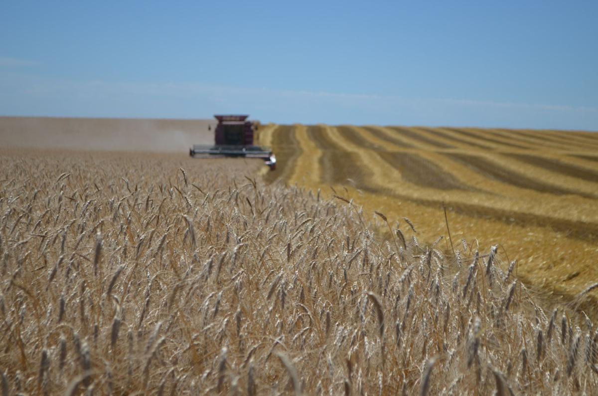 Hard Red Winter Wheat Rises And Falls For Sioux County Farmer
