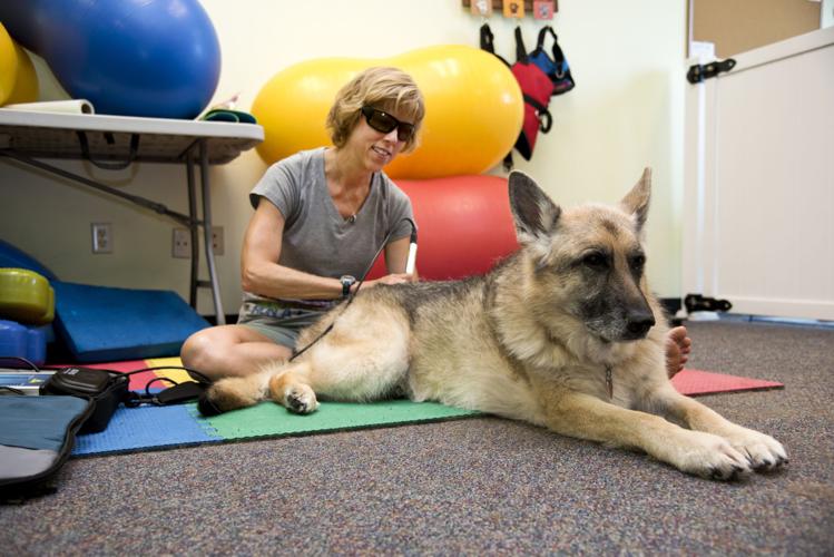Four Paws Fitness & Rehab