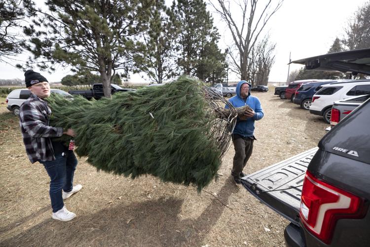 Siouxland tree growers Get your real Christmas tree now, before supply