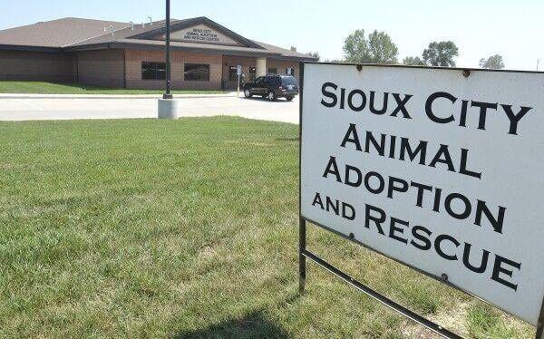 Sioux City Animal Rescue seeking owners who abandoned dogs