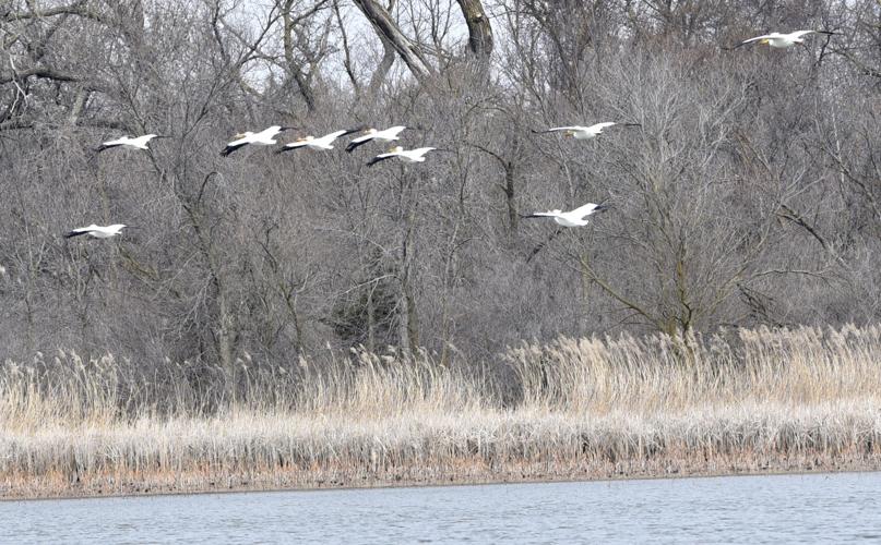Pelicans Brown's Lake