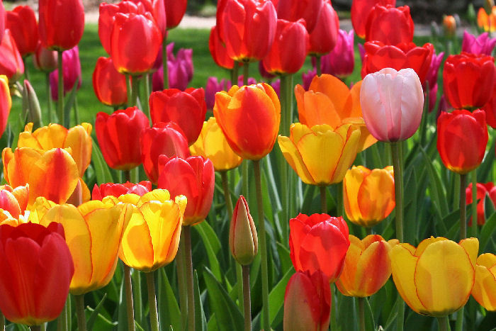 Multicolored tulips