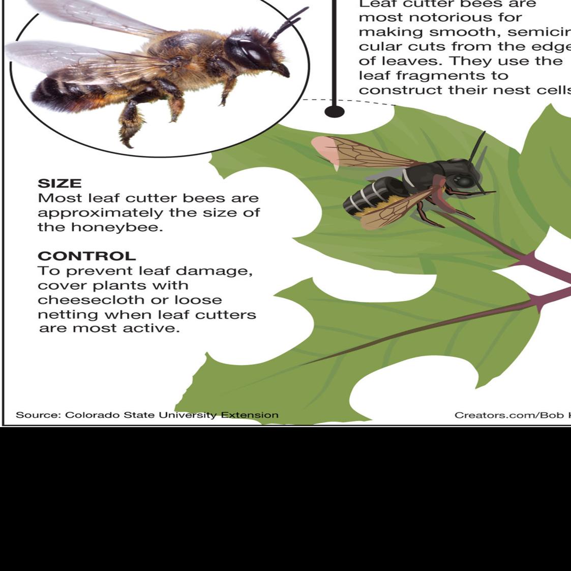 Sawflies And Leaf Cutter Bees Siouxland Homes Siouxcityjournal Com
