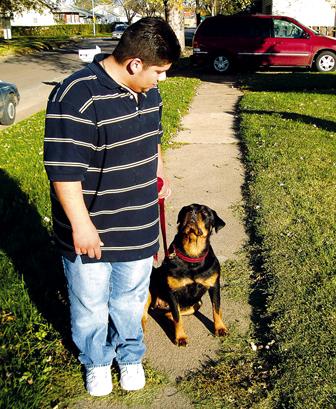 Short rottweiler shop