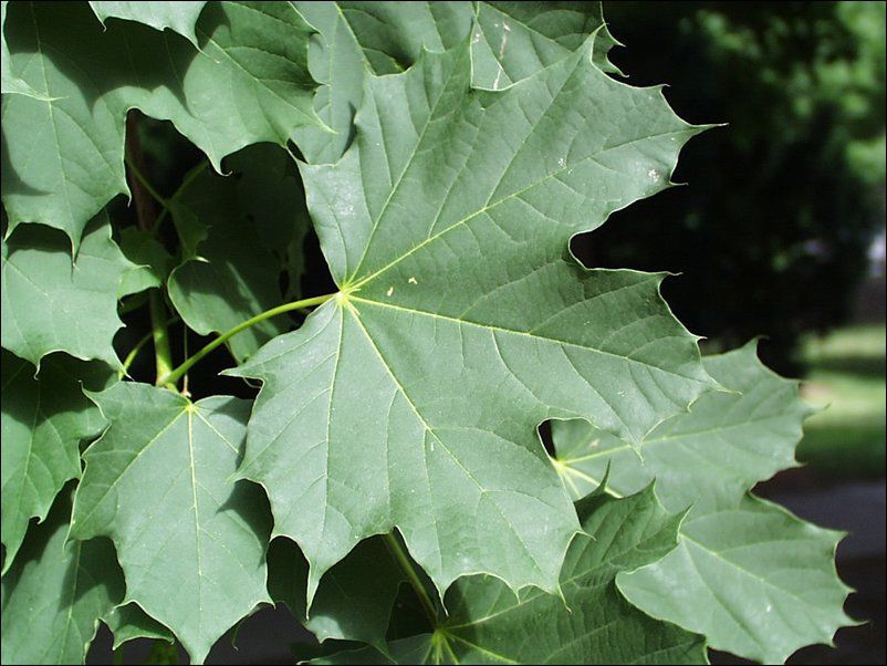 A Northwest Iowa guide to shade trees for the lawn Siouxland Life