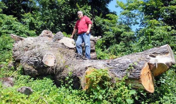 Effort to save giant ancient native trees takes root