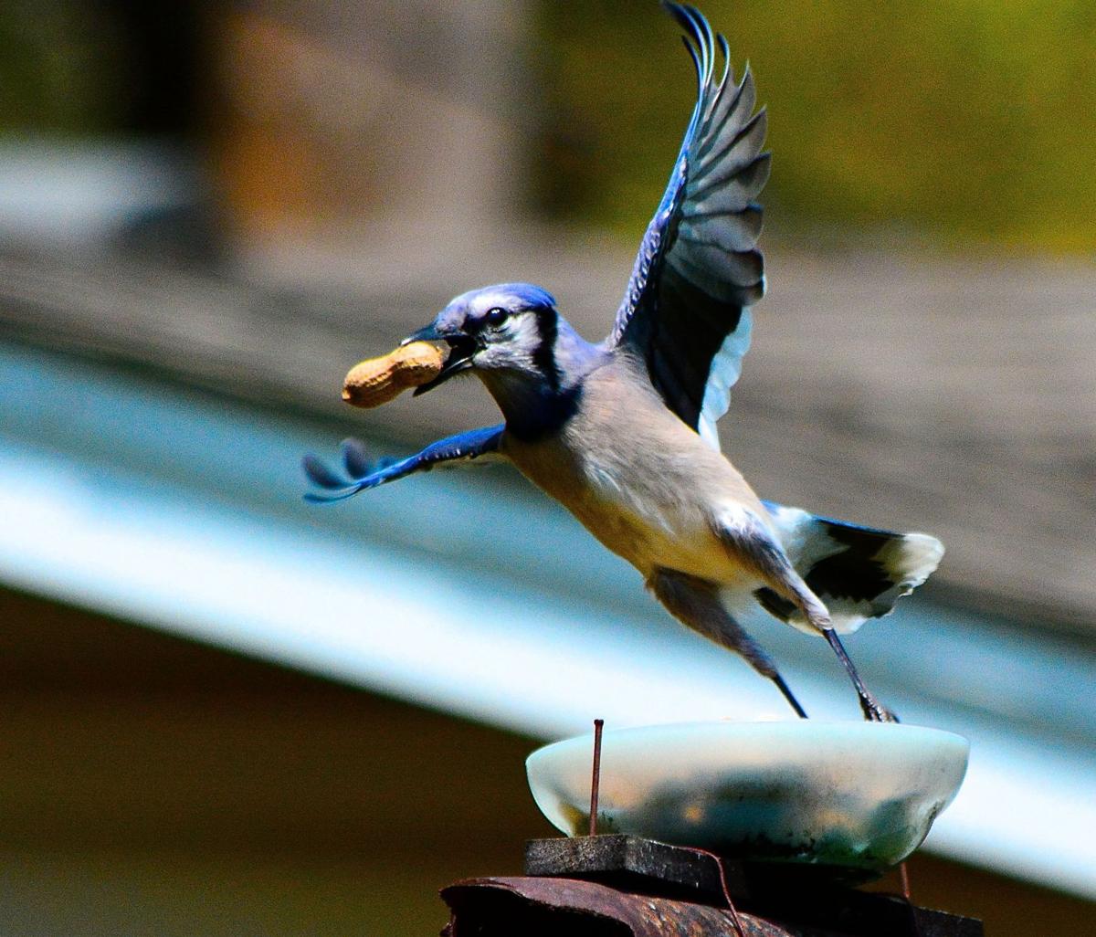 Bluejay