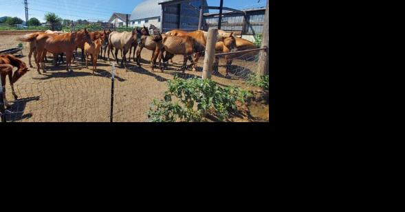 Gage Co. vet cited with neglect; horses seized - Vimarsana News