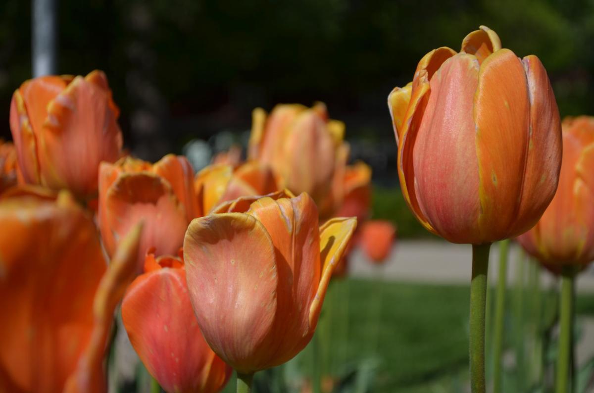 GALLAGHER Bulbs abloom for 76th Orange City Tulip Festival