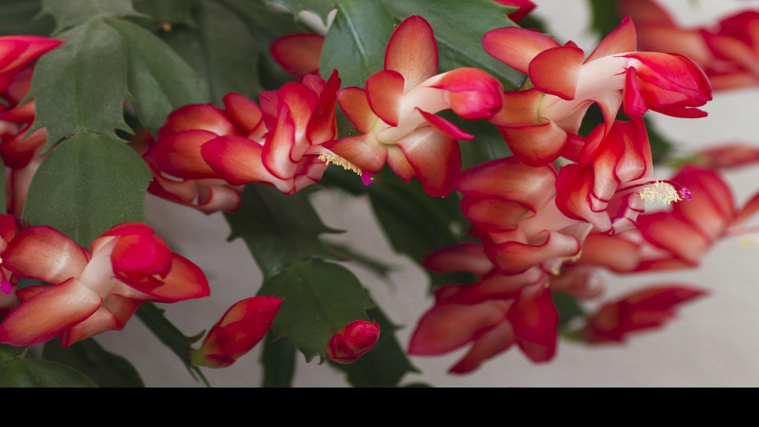 Tired Of Poinsettias Try Christmas Cactus And Succulents Siouxland Homes Siouxcityjournal Com