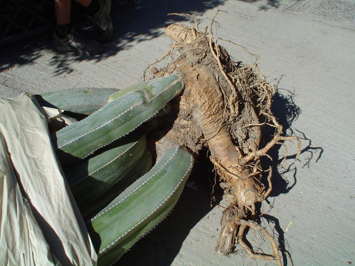 Yardsmart How To Transplant Big Cactus And Other Succulents Siouxland Homes Siouxcityjournal Com
