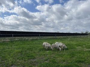 Community Solar Delivers Affordability Close to Home