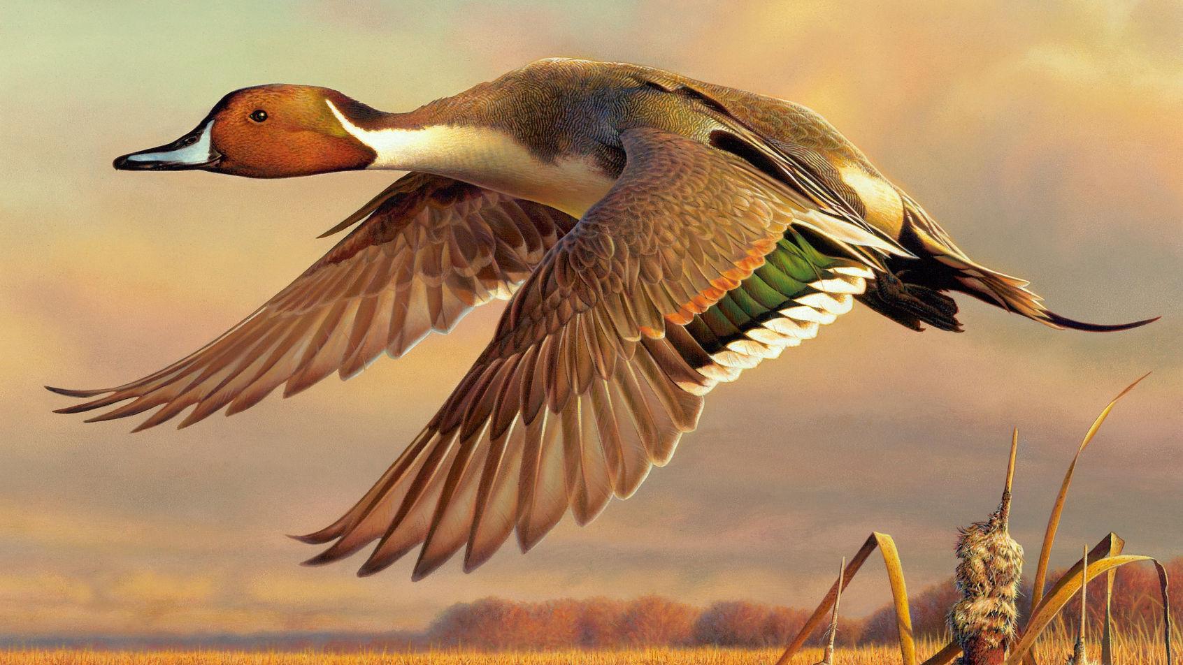 Siouxland Artist Shoots For Top Spot In Duck Stamp Contest A1 Siouxcityjournal Com