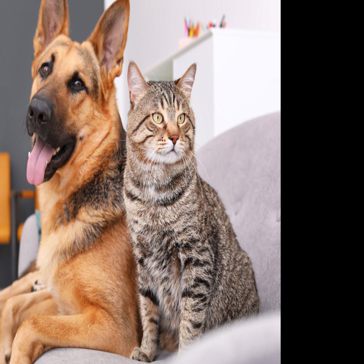 2020 Sioux City Pet Licenses Now Available Local News
