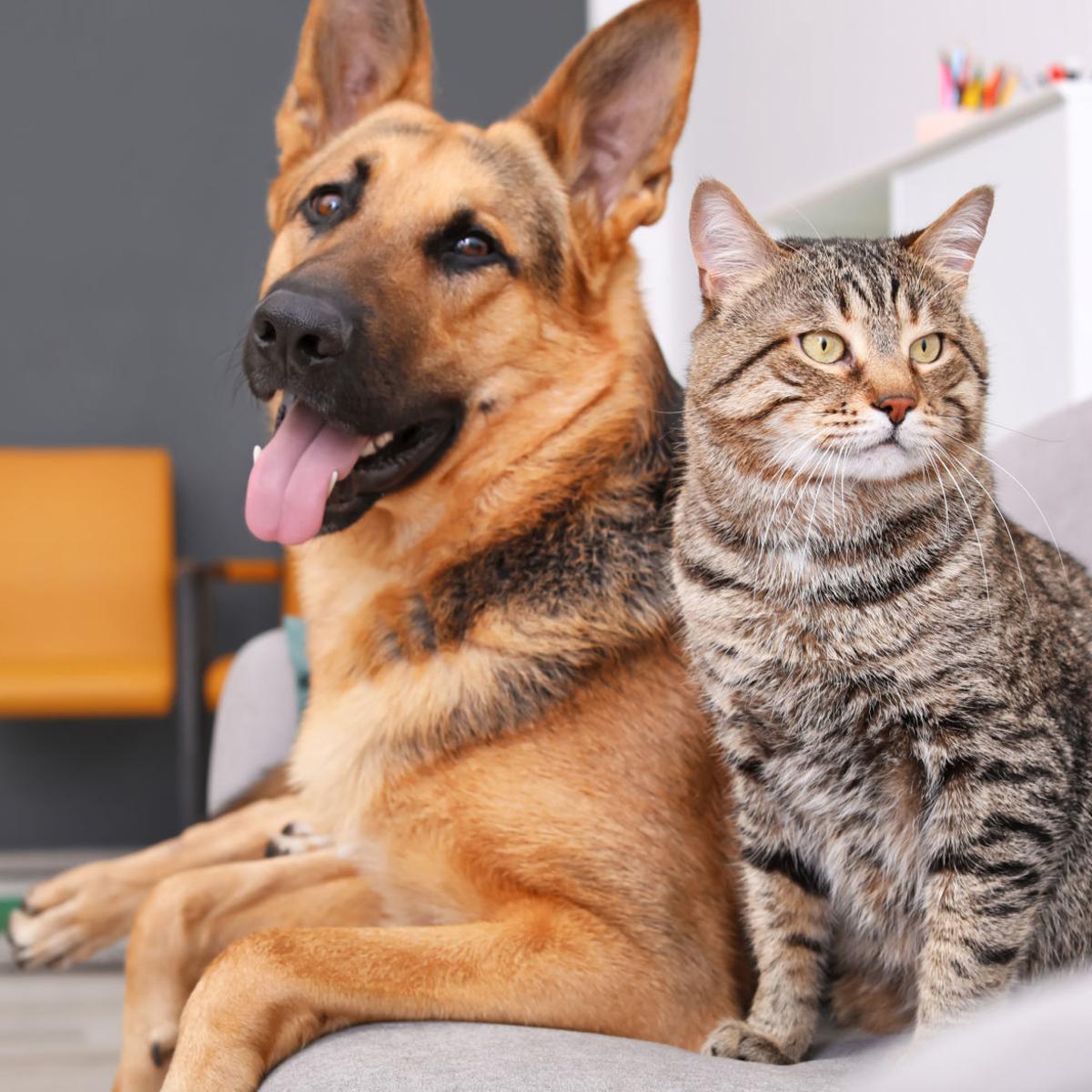 2020 Sioux City Pet Licenses Now Available Local News Siouxcityjournal Com