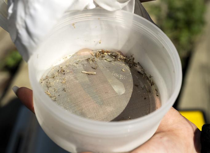 Siouxland District Health mosquito traps