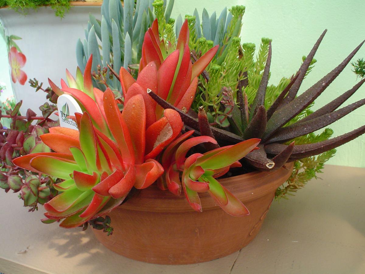 How To Move Care For Indoor Succulents In Winter Siouxland