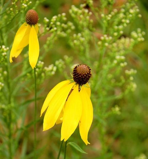 Coneflower blooms herald summer season Outdoors