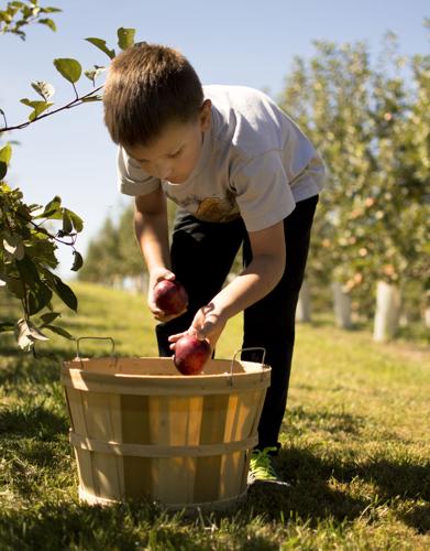 Autumn Grove Orchard