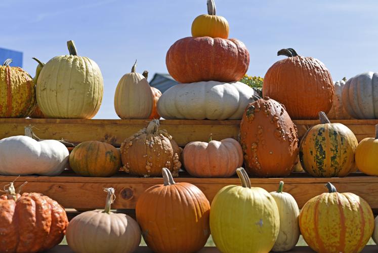 PumpkinPatch_3.jpg
