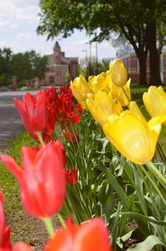 OCtulipp2
