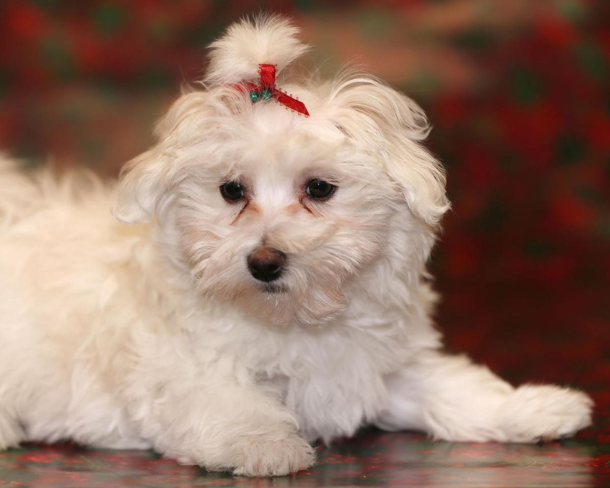 Aspen, the 2016 Little Yellow Dog