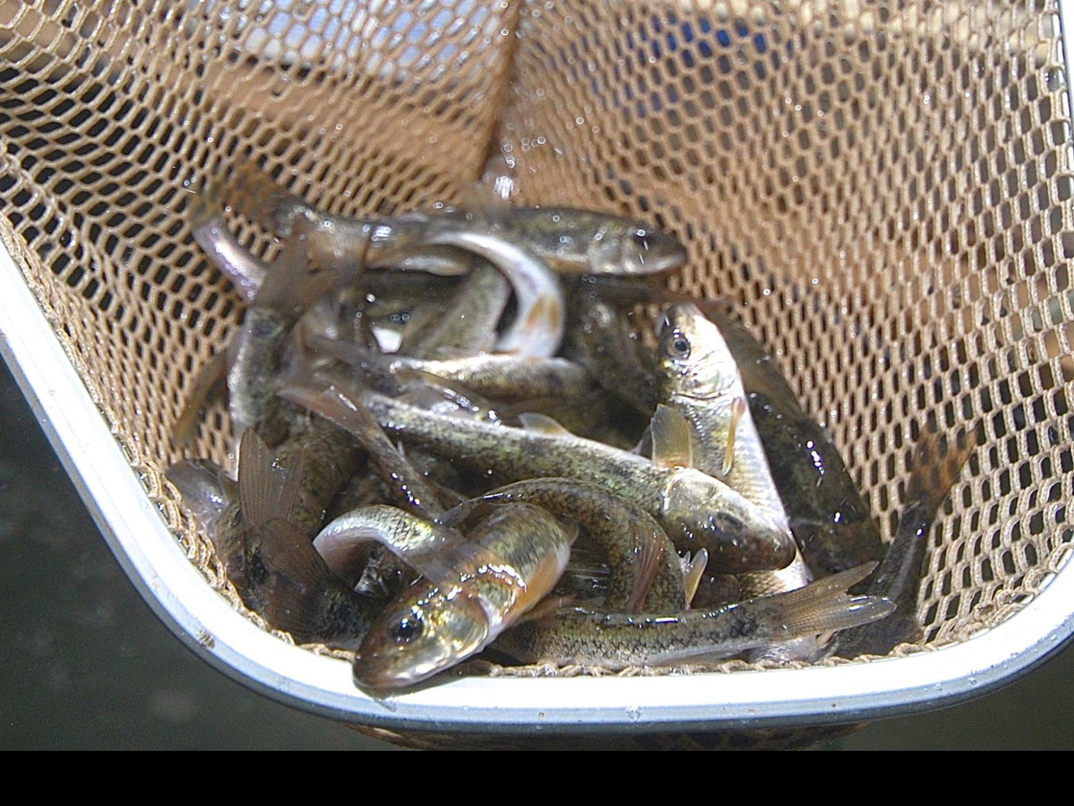 creek chub with horns