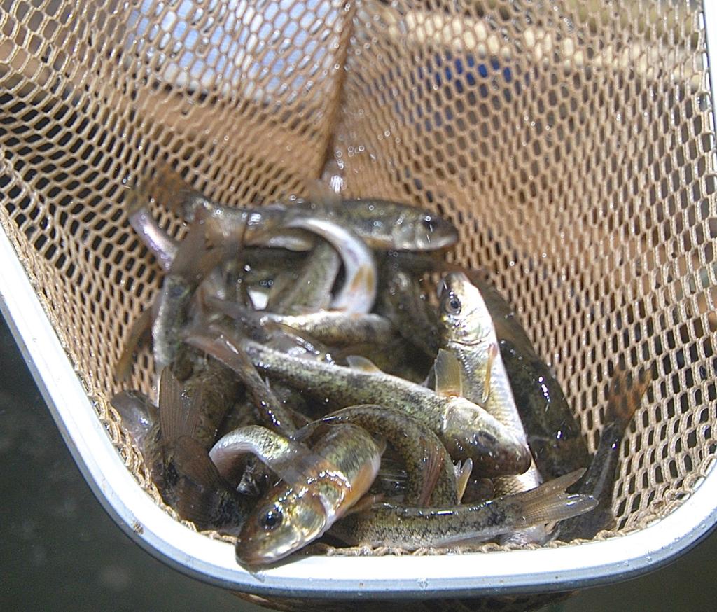 Myhre Keeping Minnows Alive Worth Extra Steps Outdoors