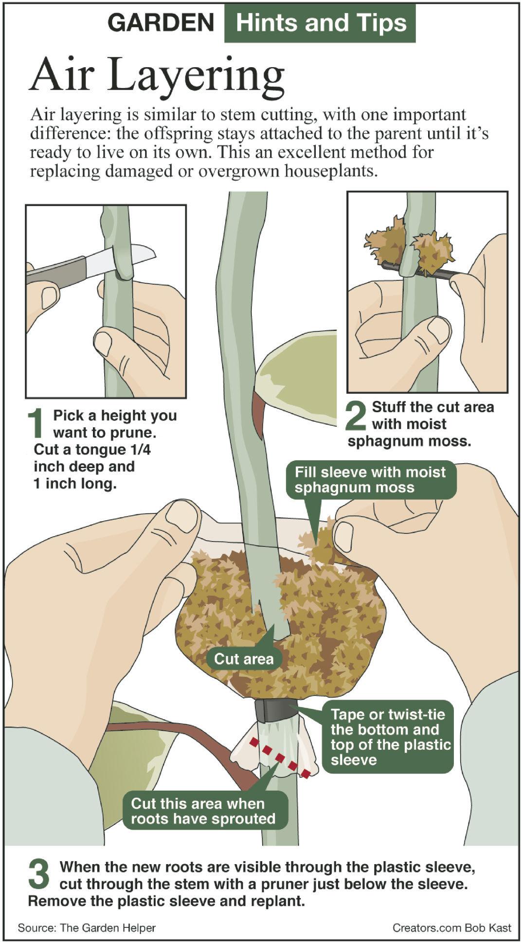 Layering Techniques Can Be Used To Propagate Plants 