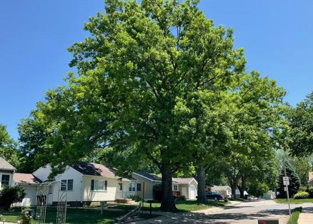 Arbor Day: A Nebraska creation - Vimarsana News