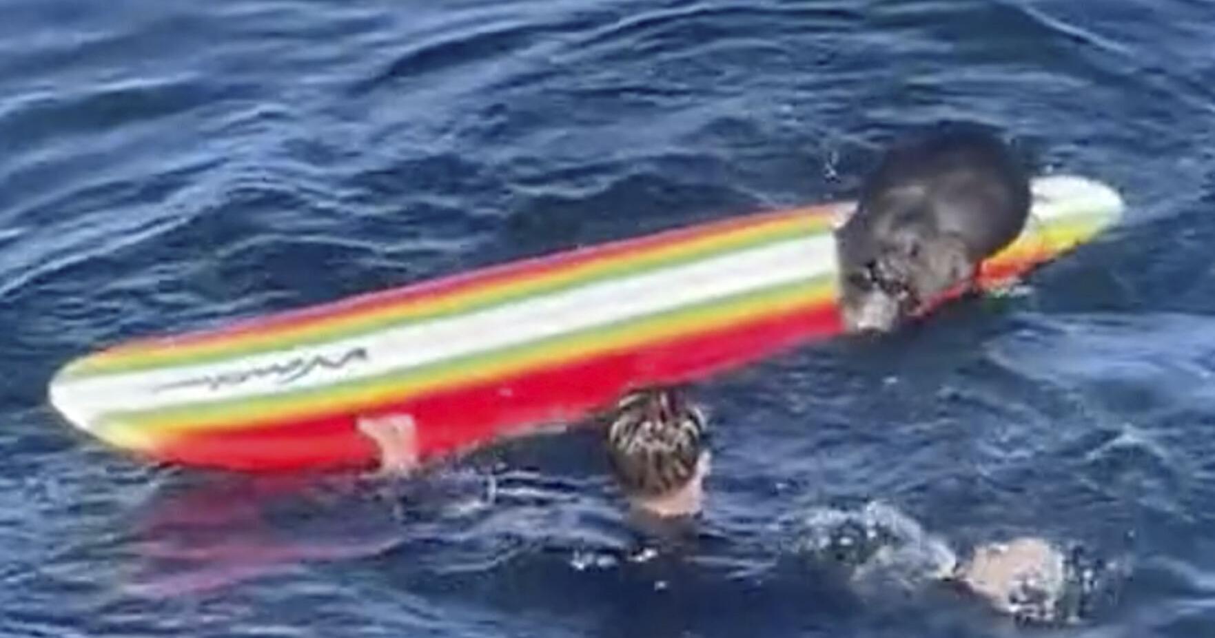 Sea otter harassing surfers off California coast goes viral - Vimarsana News