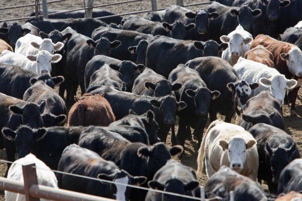 Food and Farm More Cattle